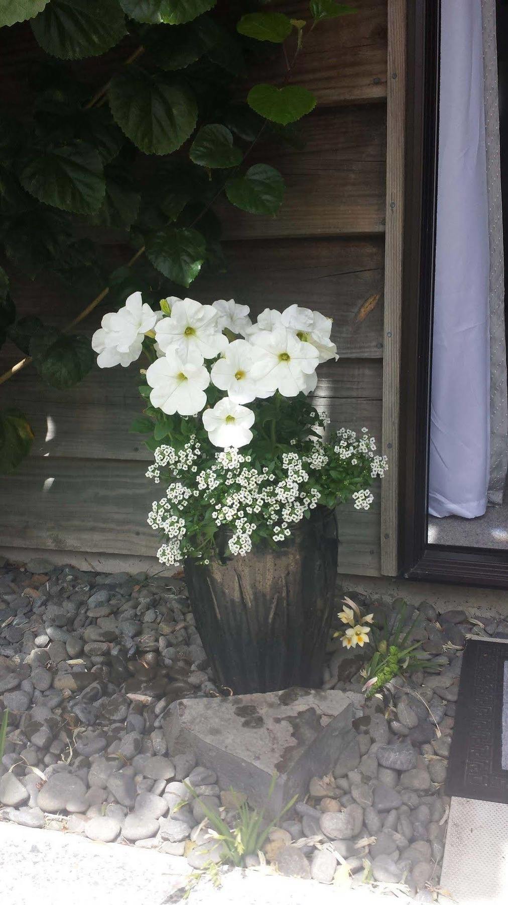 Opua Boutique Seaview Motel Dış mekan fotoğraf